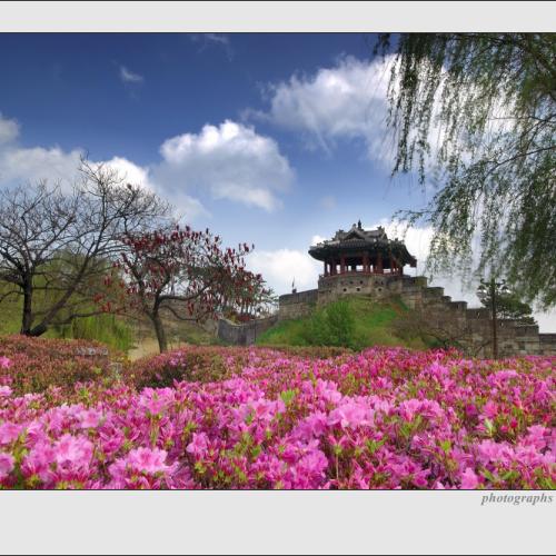 방화수류정의 봄