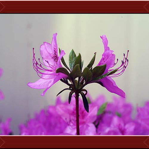 오늘 아침엔12탄(연 작)