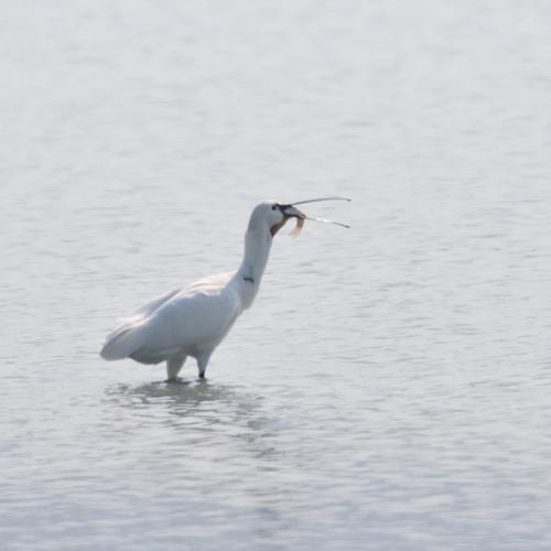 노랑부리저어새....