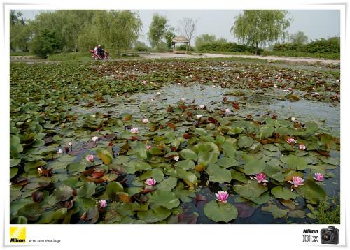 궁남지 소경(小景)