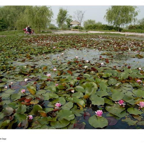 궁남지 소경(小景)