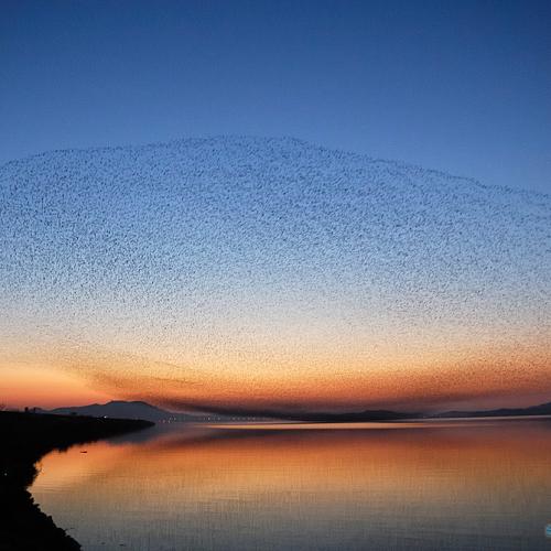 금강하구 가창오리군무