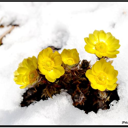 설연화(雪蓮花)