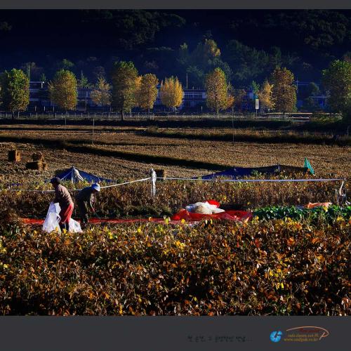 가을들녘