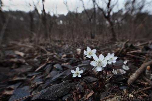 변산바람꽃 (생존신고용)