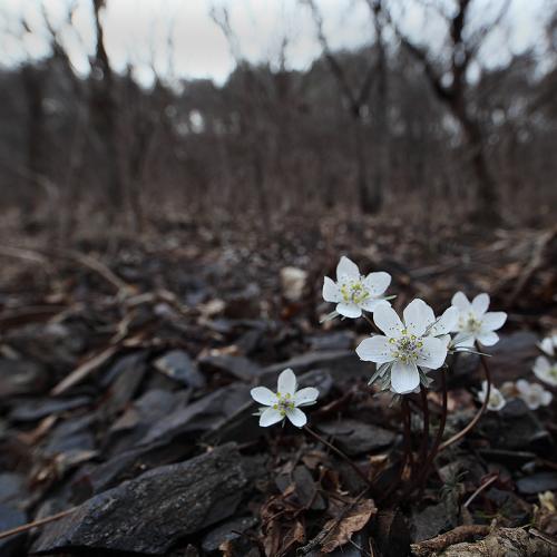 변산바람꽃 (생존신고용)