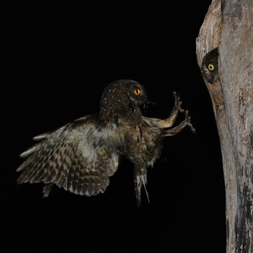 소쩍새... 첫번째