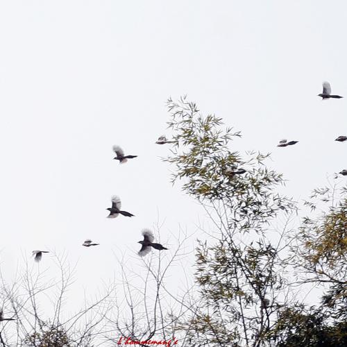 까치들의 이동~ &  나비