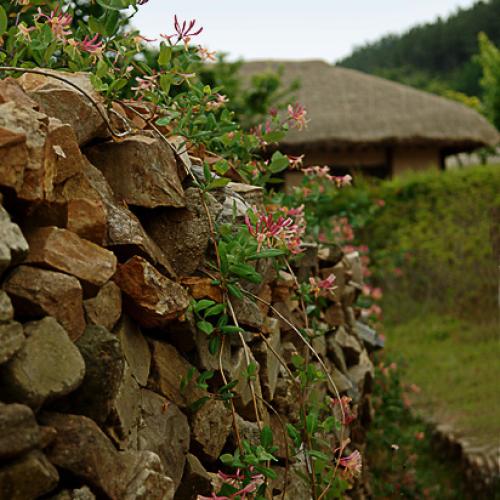 붉은인동 늘어진 돌담..