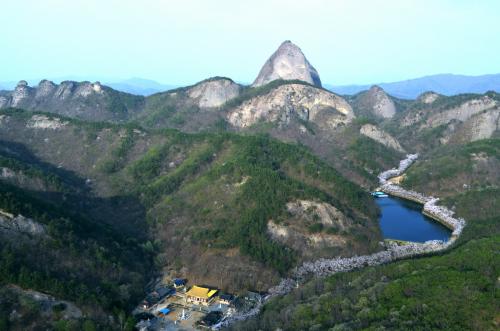 마이산의 벚꽃길