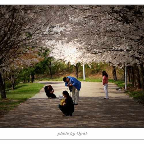 벗꽃놀이