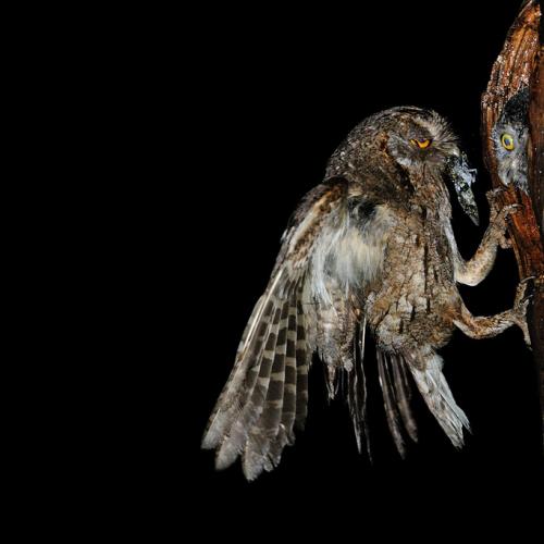 소쩍새...  두번째