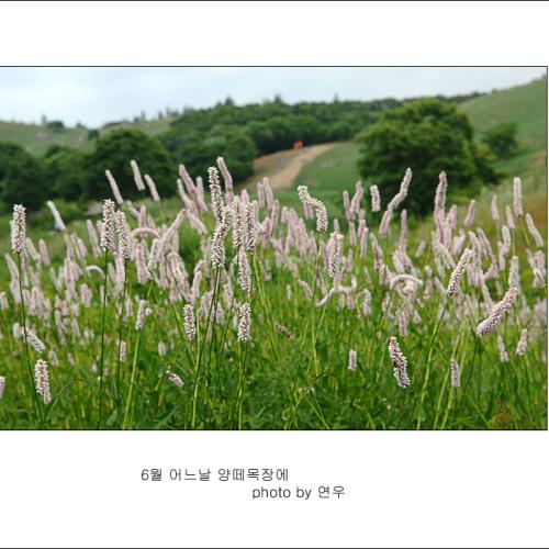 범의꼬리가 있는 풍경