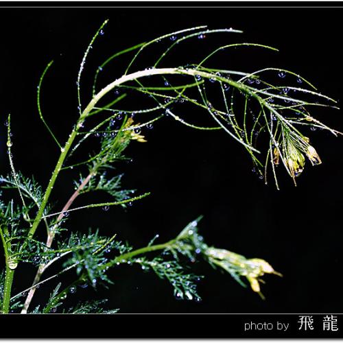 오늘 아침엔17탄(연작)