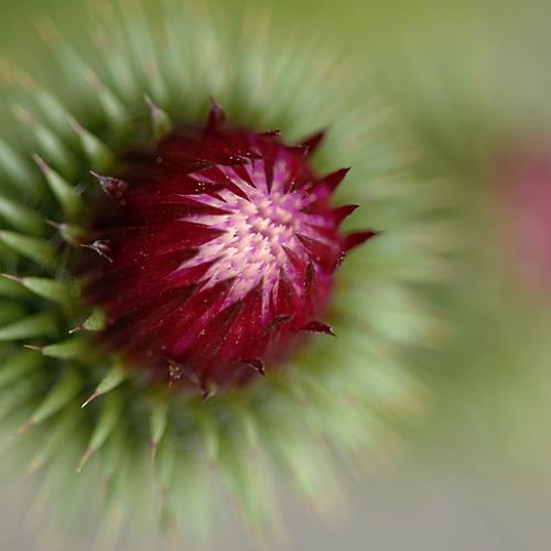 지느러미엉겅퀴