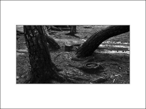 경주삼릉 소나무