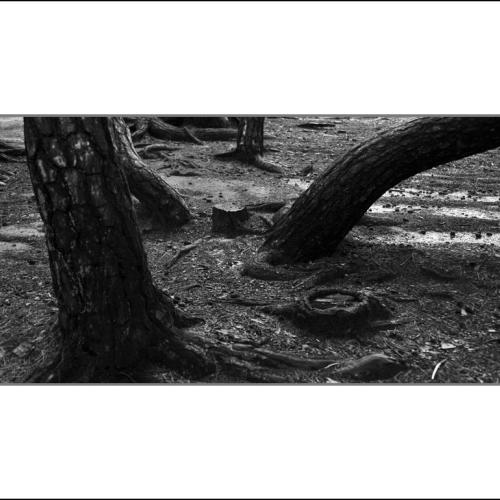 경주삼릉 소나무