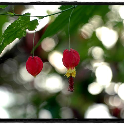 아브틸론과 극락조화