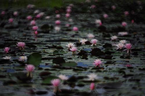 두물머리 세미원에서...
