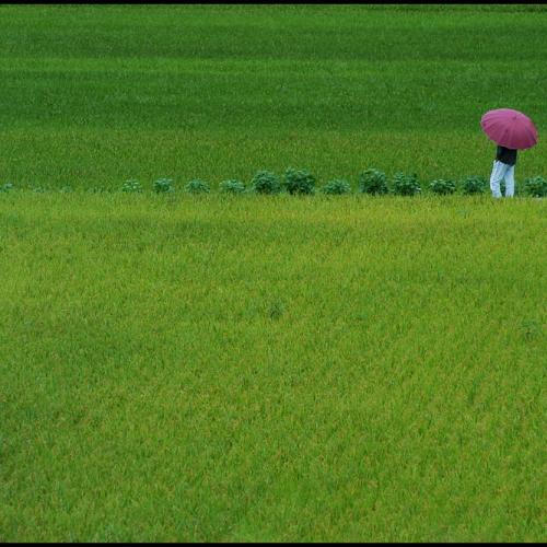 [D100] 가을비 우산 속에...