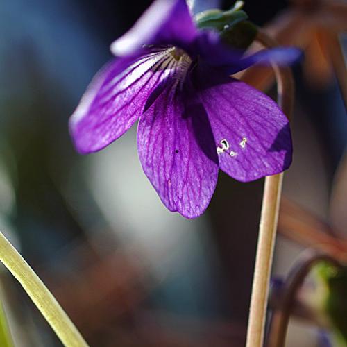 오늘 아침엔226-3탄(11월의제비꽃)