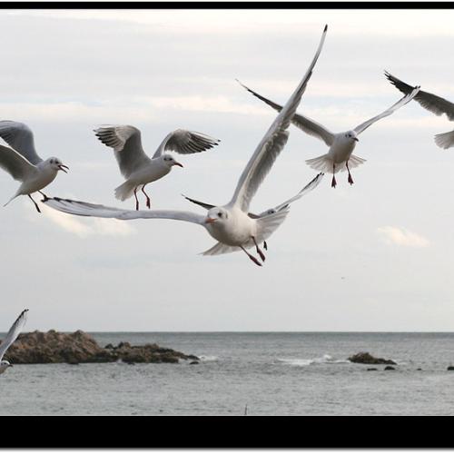 갈매기 군무