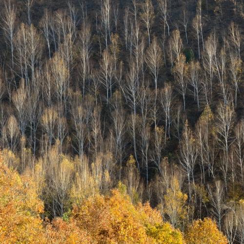 자작나무가 있는 풍경~