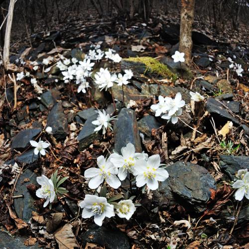 [어안렌즈]-변산바람꽃