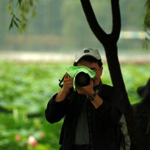 연잎 바다 앞에서