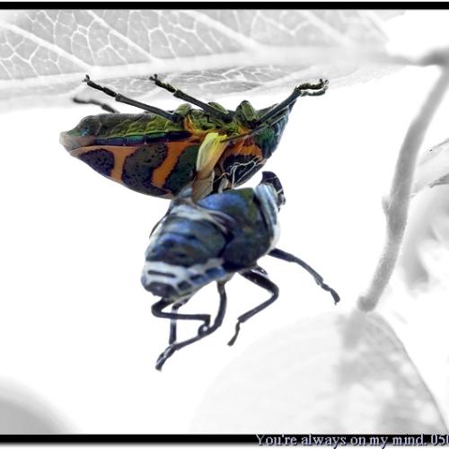 요즘 숲속에선...[연작]