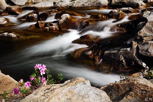 지리산 달궁 수달래