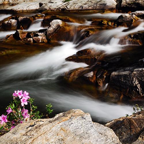 지리산 달궁 수달래
