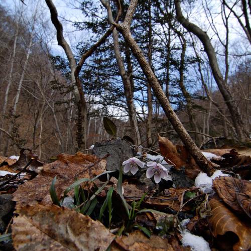 아주 쬐그만 변산 아가씨의 봄마중