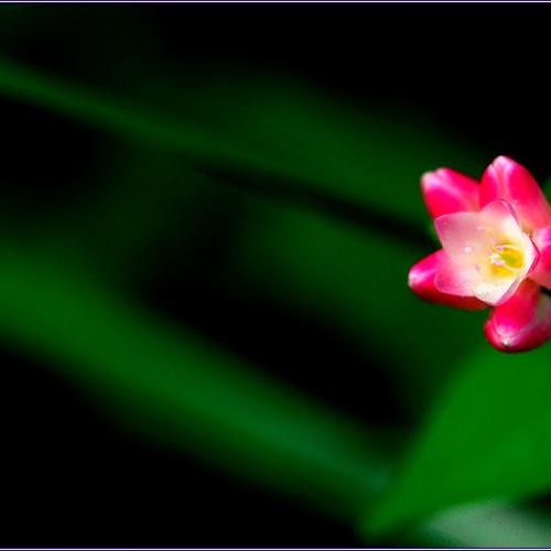 가을을 여는 들꽃