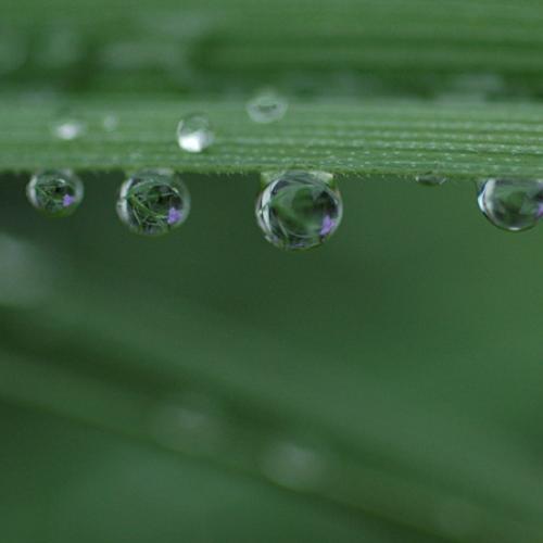 소전에서(자주달개비)