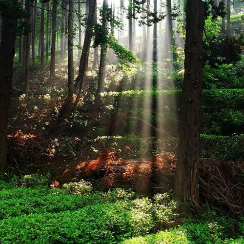 녹차잎의 내림빛