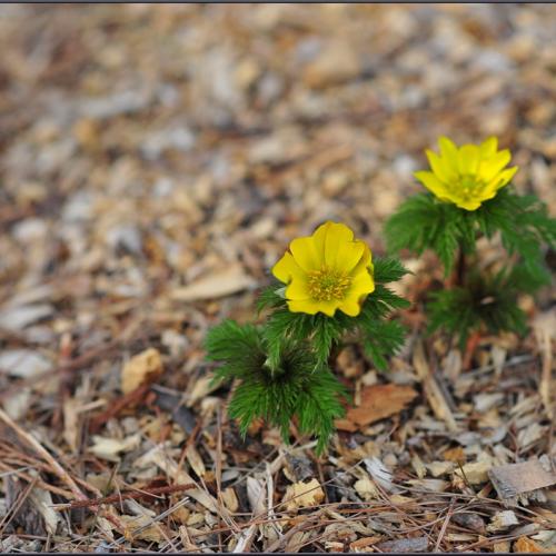 [D3] 봄소식을...