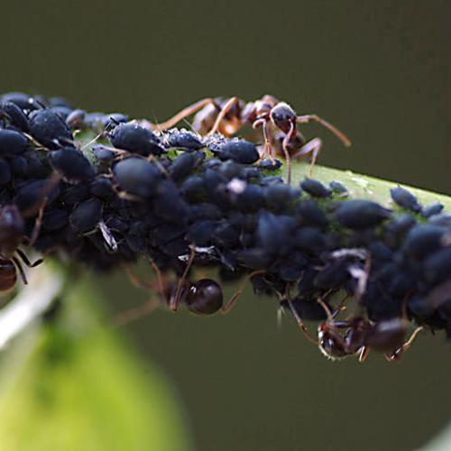 오늘 아침엔164탄(개미)