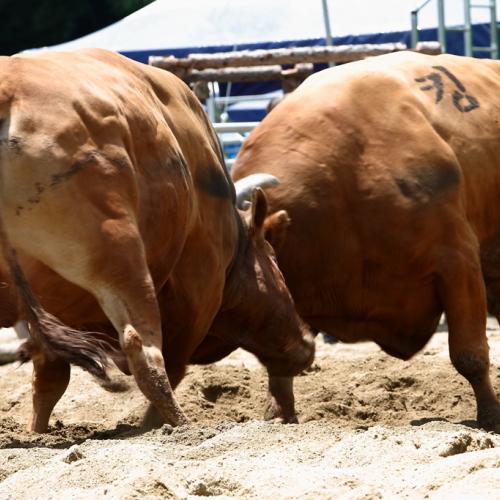 청주 소싸움대회