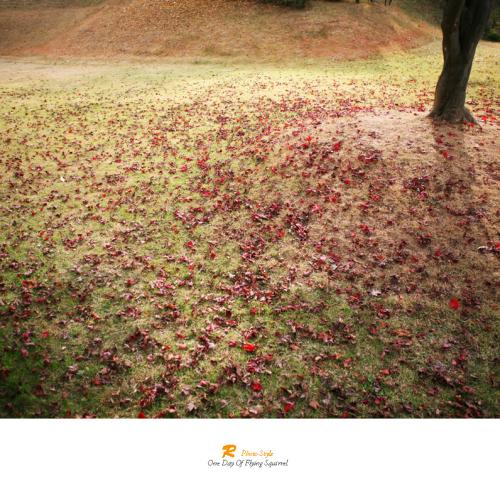 나무가 떨어뜨린 가을..