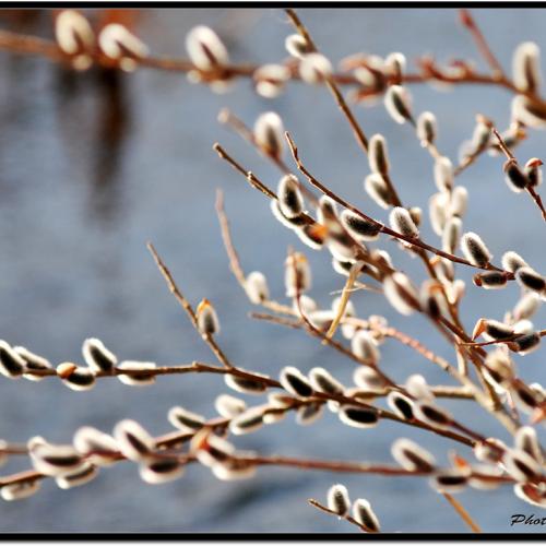 정생천의 봄소리