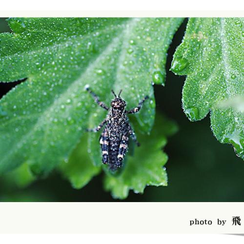 오늘 아침엔164-2탄(??메뚜기)