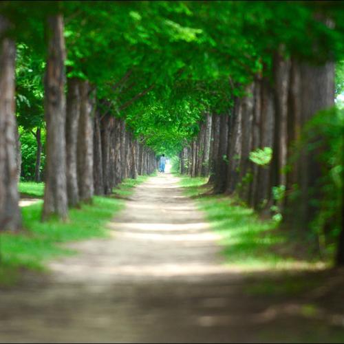 메타스콰이어길......