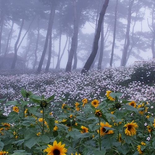 구절초테마공원....