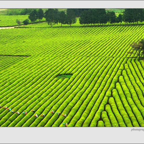 녹차밭소경