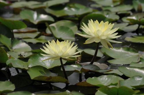 궁남지 연꽃입니다...