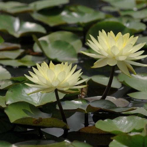 궁남지 연꽃입니다...