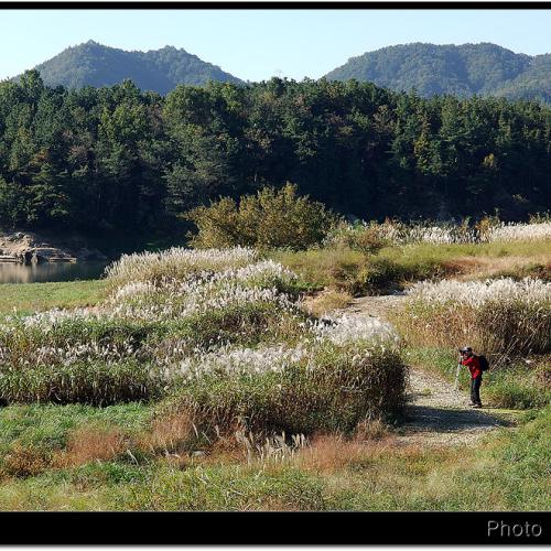 대청호 주변의 억새밭...^^