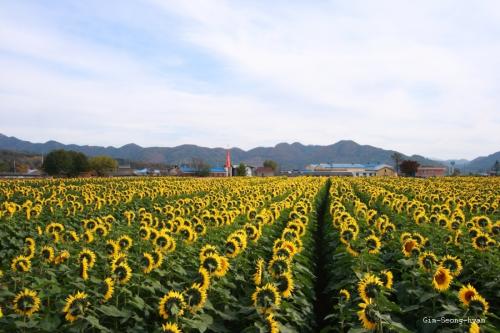 임한리 해바라기