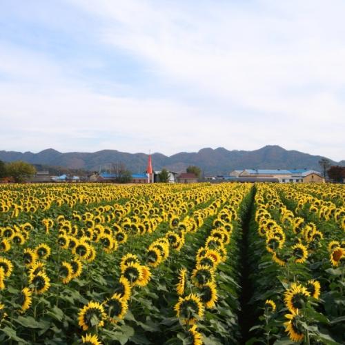 임한리 해바라기